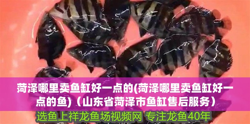 菏澤哪里賣魚缸好一點(diǎn)的(菏澤哪里賣魚缸好一點(diǎn)的魚)（山東省菏澤市魚缸售后服務(wù)）