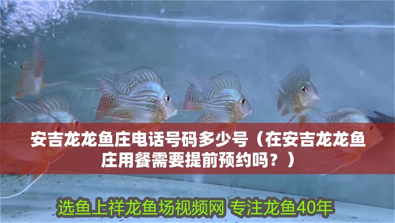 安吉龍龍魚莊電話號碼多少號（在安吉龍龍魚莊用餐需要提前預(yù)約嗎？）