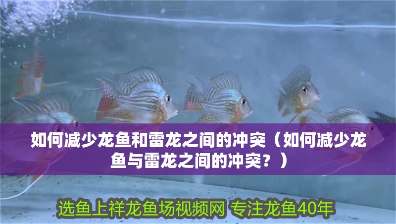 如何減少龍魚和雷龍之間的沖突（如何減少龍魚與雷龍之間的沖突？） 如何減少龍魚和雷龍之間的沖突（如何減少龍魚與雷龍之間的沖突？） 龍魚百科