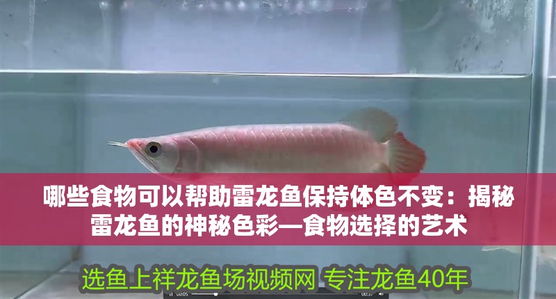 哪些食物可以幫助雷龍魚保持體色不變：揭秘雷龍魚的神秘色彩—食物選擇的藝術