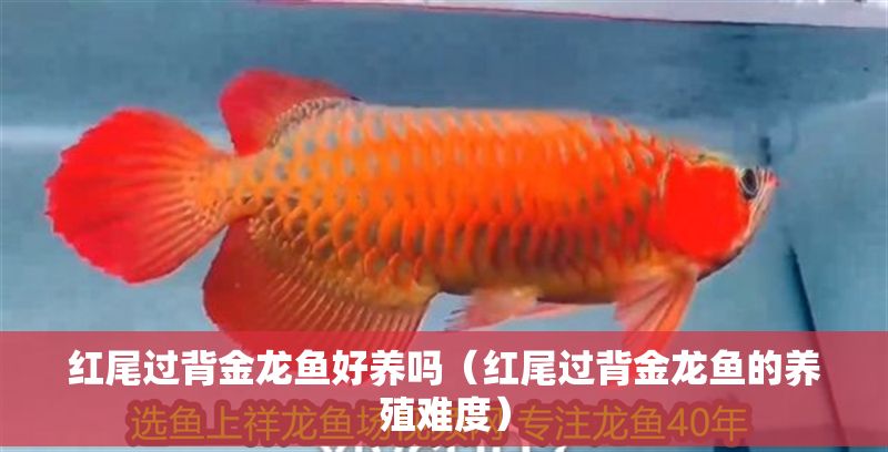 紅尾過背金龍魚好養(yǎng)嗎（紅尾過背金龍魚的養(yǎng)殖難度）