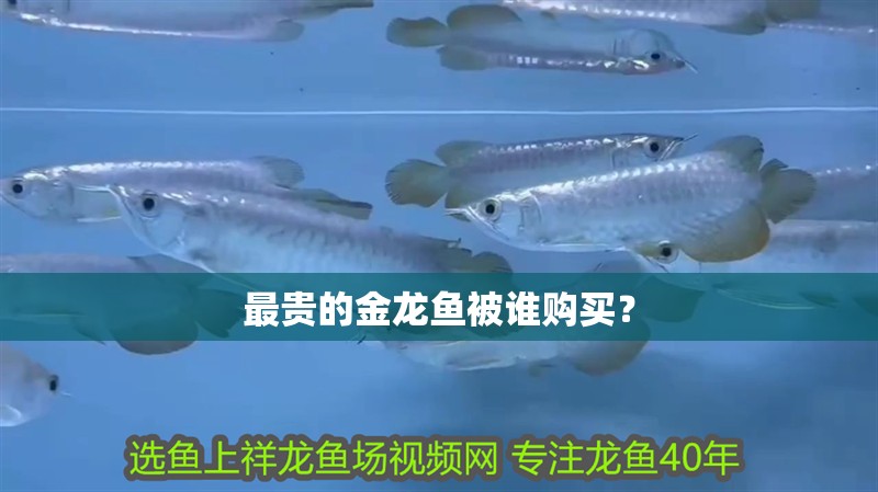 最貴的金龍魚被誰購買？