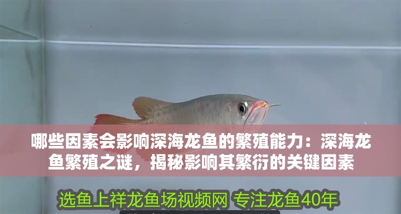 哪些因素會影響深海龍魚的繁殖能力：深海龍魚繁殖之謎，揭秘影響其繁衍的關(guān)鍵因素