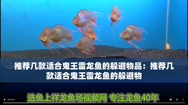推薦幾款適合鬼王雷龍魚的躲避物品：推薦幾款適合鬼王雷龍魚的躲避物 推薦幾款適合鬼王雷龍魚的躲避物品：推薦幾款適合鬼王雷龍魚的躲避物 水族問答