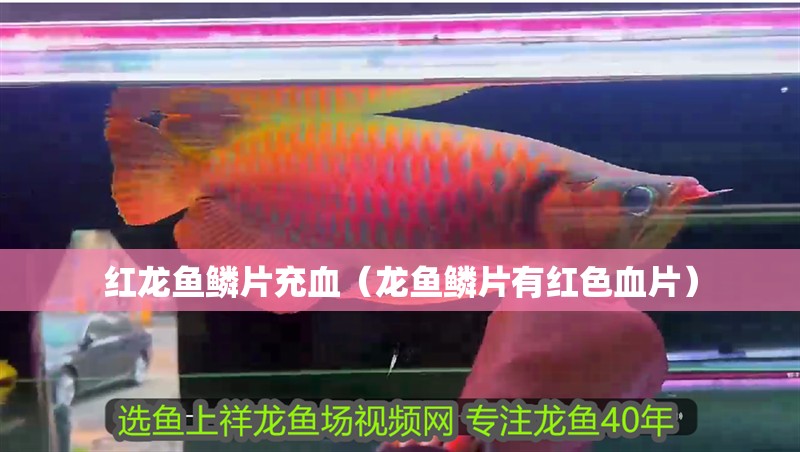 紅龍魚鱗片充血（龍魚鱗片有紅色血片）