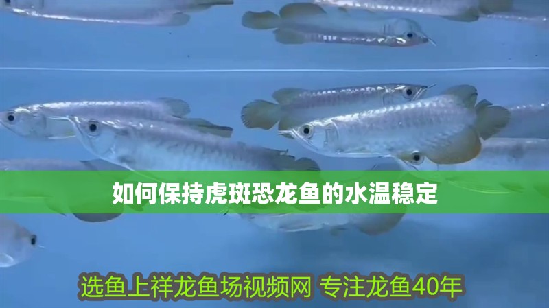 如何保持虎斑恐龍魚的水溫穩定