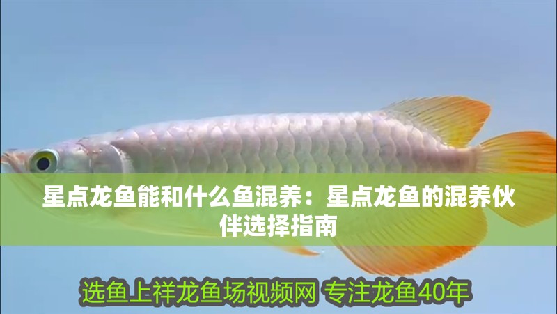 星點龍魚能和什么魚混養：星點龍魚的混養伙伴選擇指南