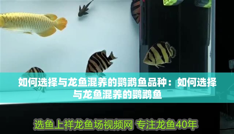 如何選擇與龍魚混養的鸚鵡魚品種：如何選擇與龍魚混養的鸚鵡魚 如何選擇與龍魚混養的鸚鵡魚品種：如何選擇與龍魚混養的鸚鵡魚 水族問答