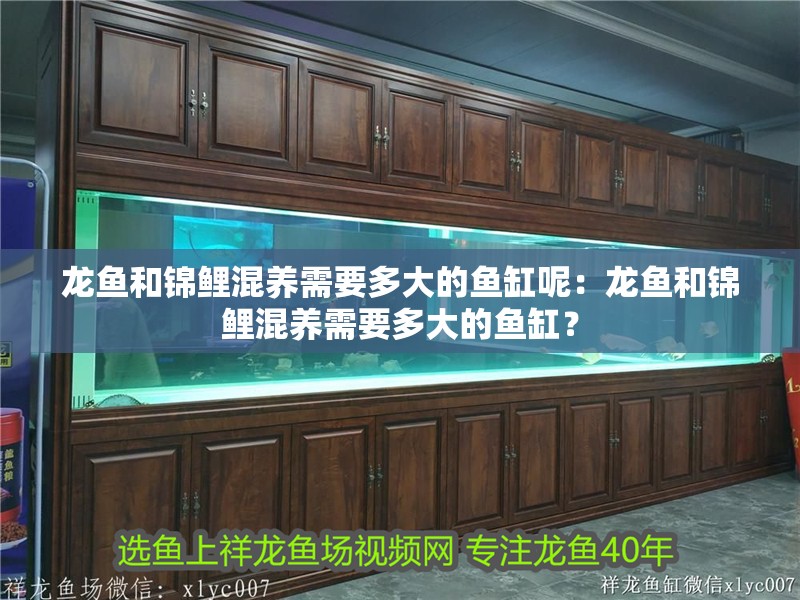 龍魚和錦鯉混養需要多大的魚缸呢：龍魚和錦鯉混養需要多大的魚缸？