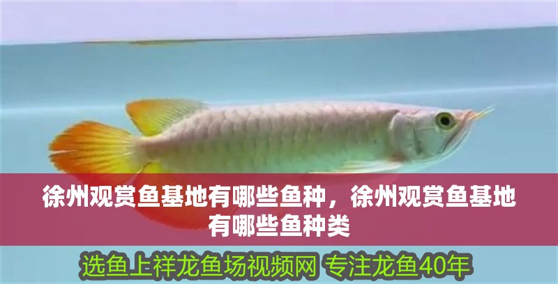徐州觀賞魚基地有哪些魚種，徐州觀賞魚基地有哪些魚種類 徐州觀賞魚基地有哪些魚種，徐州觀賞魚基地有哪些魚種類 觀賞魚百科