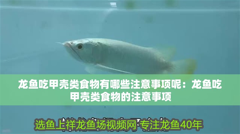 龍魚吃甲殼類食物有哪些注意事項呢：龍魚吃甲殼類食物的注意事項