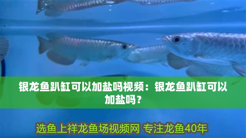 銀龍魚趴缸可以加鹽嗎視頻：銀龍魚趴缸可以加鹽嗎？