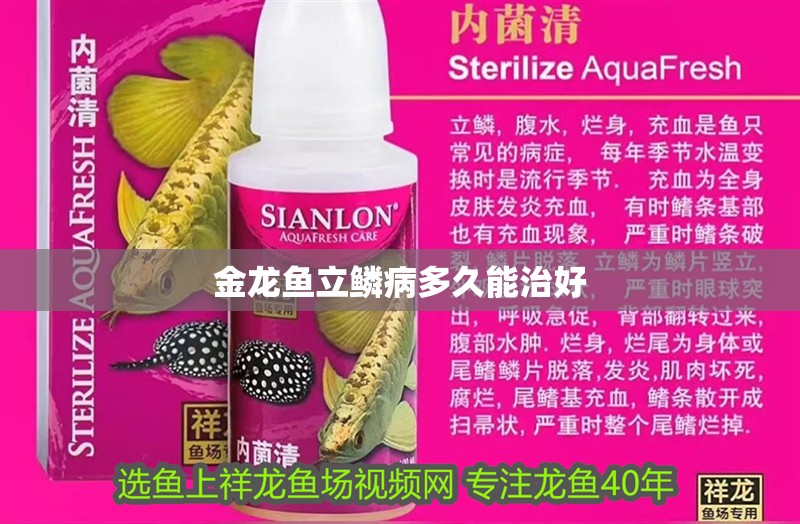 金龍魚立鱗病多久能治好