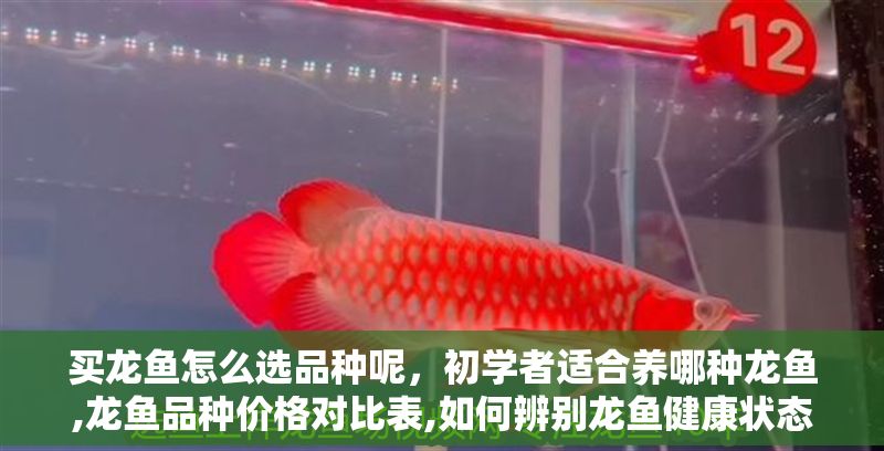 買龍魚怎么選品種呢，初學者適合養哪種龍魚,龍魚品種價格對比表,如何辨別龍魚健康狀態
