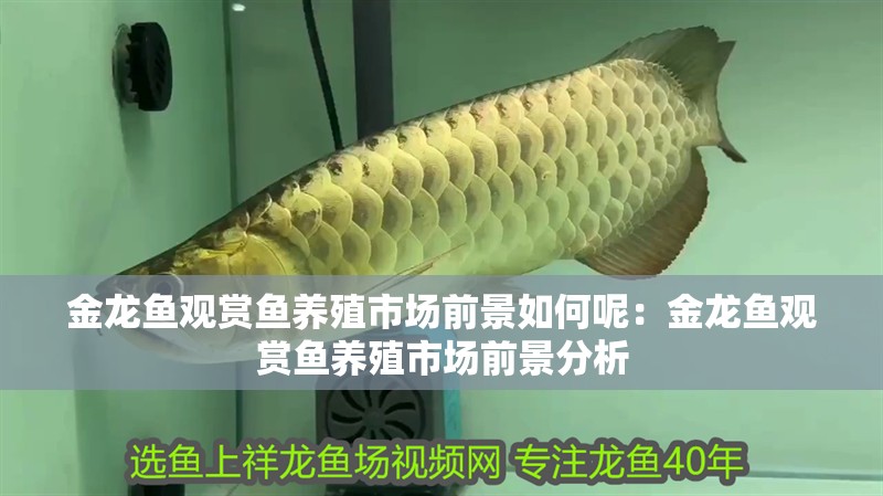 金龍魚觀賞魚養殖市場前景如何呢：金龍魚觀賞魚養殖市場前景分析