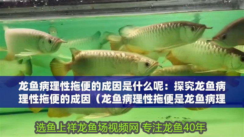 龍魚病理性拖便的成因是什么呢：探究龍魚病理性拖便的成因（龍魚病理性拖便是龍魚病理性拖便的重要原因及預防措施） 龍魚病理性拖便的成因是什么呢：探究龍魚病理性拖便的成因（龍魚病理性拖便是龍魚病理性拖便的重要原因及預防措施） 水族問答