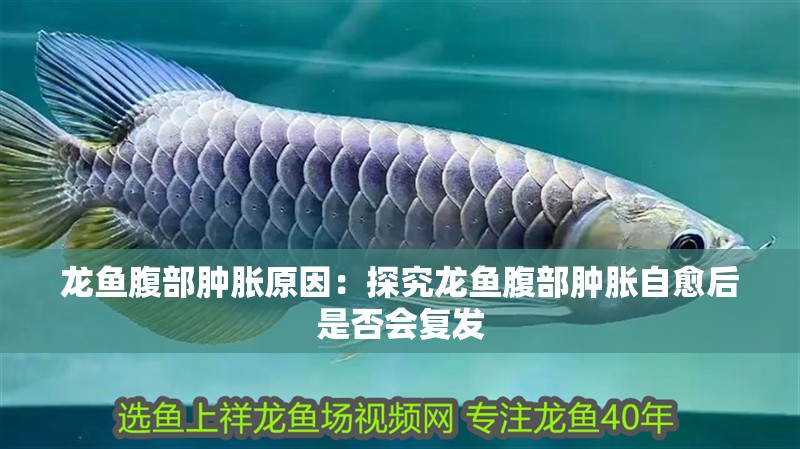 龍魚腹部腫脹原因：探究龍魚腹部腫脹自愈后是否會(huì)復(fù)發(fā)