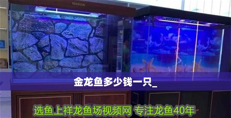 金龍魚多少錢一只_ 金龍魚多少錢一只_ 龍魚百科 第2張