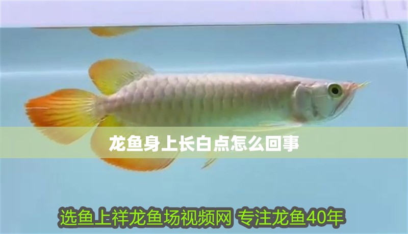 龍魚身上長白點怎么回事 龍魚身上長白點怎么回事 觀賞魚百科