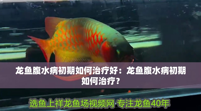 龍魚腹水病初期如何治療好：龍魚腹水病初期如何治療？