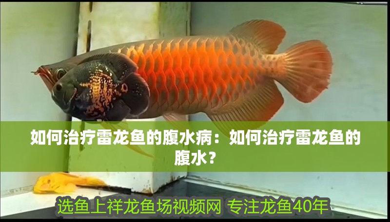 如何治療雷龍魚的腹水?。喝绾沃委熇堲~的腹水？