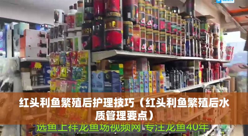 紅頭利魚繁殖后護理技巧（紅頭利魚繁殖后水質管理要點）