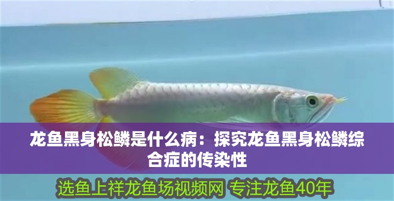 龍魚黑身松鱗是什么?。禾骄魁堲~黑身松鱗綜合癥的傳染性 龍魚黑身松鱗是什么?。禾骄魁堲~黑身松鱗綜合癥的傳染性 水族問答