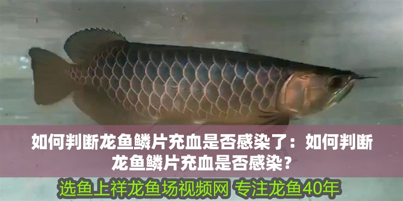魚缸過濾器選購指南:自制魚缸過濾器魚缸上置過濾器對于養(yǎng)魚愛好者的必備知識 如何判斷龍魚鱗片充血是否感染了:如何判斷龍魚鱗片充血是否感染? 水族問答 如何判斷龍魚鱗片充血是否感染了:如何判斷龍魚鱗片充血是否感染? 如何判斷龍魚鱗片充血是否感染了:如何判斷龍魚鱗片充血是否感染? 水族問答