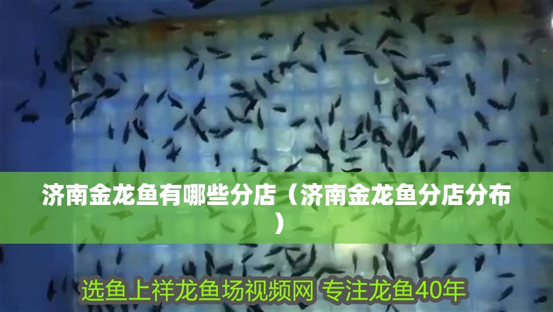 濟南金龍魚有哪些分店（濟南金龍魚分店分布）