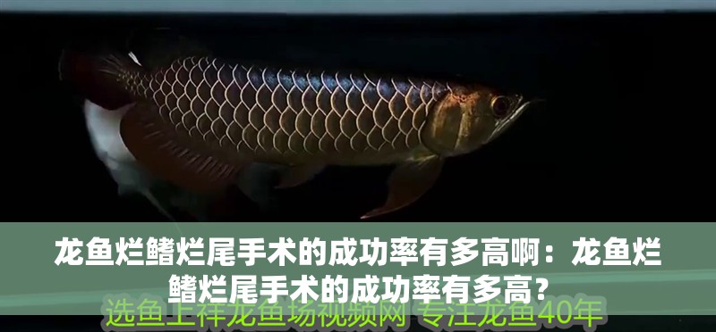 給大魚缸換水的作文:體驗(yàn)給大魚缸換水的樂(lè)趣:體驗(yàn)給大魚缸換水:給大魚缸換水的作文 龍魚爛鰭爛尾手術(shù)的成功率有多高啊:龍魚爛鰭爛尾手術(shù)的成功率有多高? 水族問(wèn)答 龍魚爛鰭爛尾手術(shù)的成功率有多高啊:龍魚爛鰭爛尾手術(shù)的成功率有多高? 龍魚爛鰭爛尾手術(shù)的成功率有多高啊:龍魚爛鰭爛尾手術(shù)的成功率有多高? 水族問(wèn)答