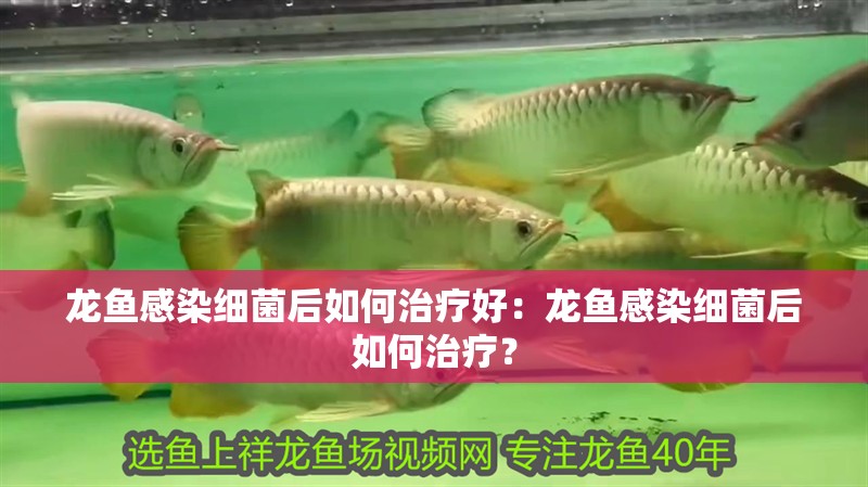 龍魚感染細菌后如何治療好：龍魚感染細菌后如何治療？