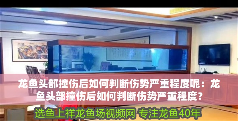 龍魚頭部撞傷后如何判斷傷勢嚴(yán)重程度呢：龍魚頭部撞傷后如何判斷傷勢嚴(yán)重程度？