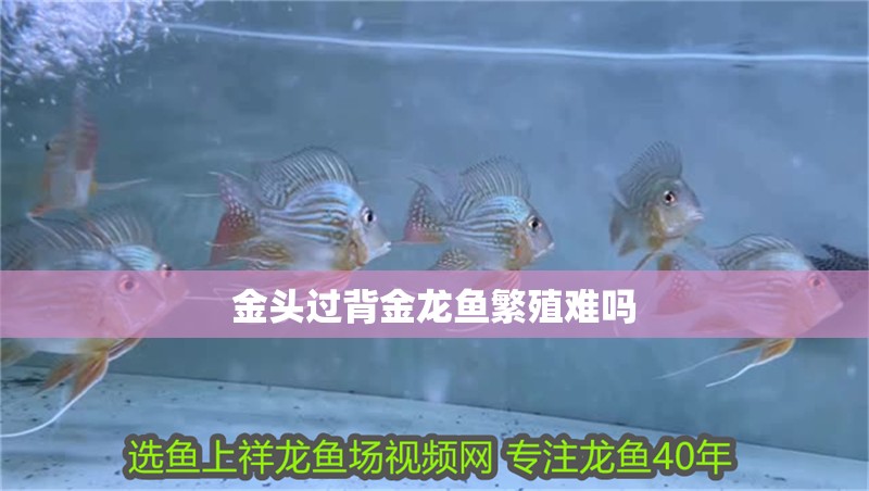 金頭過背金龍魚繁殖難嗎