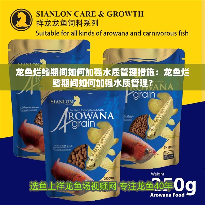 龍魚爛鰭期間如何加強水質管理措施：龍魚爛鰭期間如何加強水質管理？ 龍魚爛鰭期間如何加強水質管理措施：龍魚爛鰭期間如何加強水質管理？ 水族問答