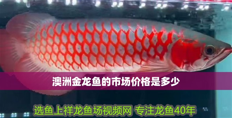 澳洲金龍魚的市場價格是多少