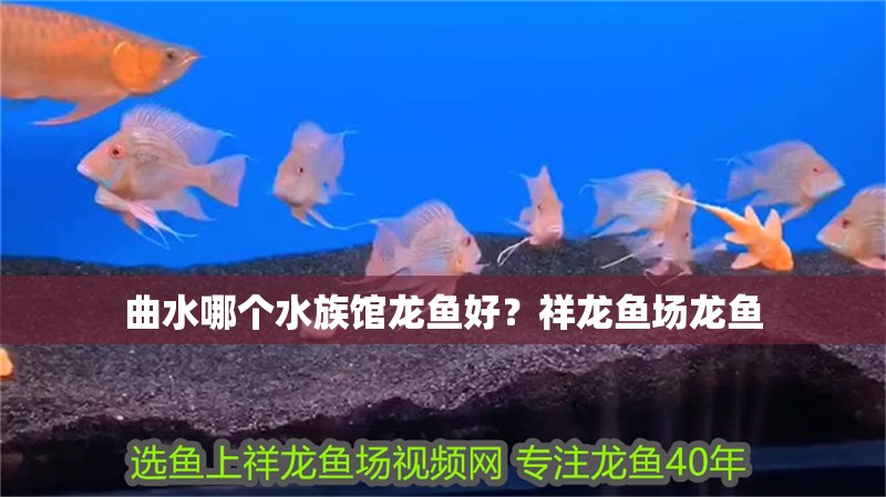 龍魚干蝦有營養嗎 曲水哪個水族館龍魚好?祥龍魚場龍魚 龍魚百科 曲水哪個水族館龍魚好?祥龍魚場龍魚 曲水哪個水族館龍魚好?祥龍魚場龍魚 龍魚百科