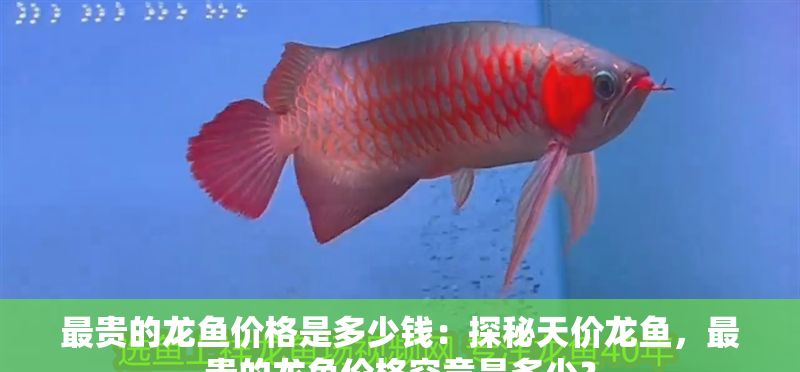 最貴的龍魚價(jià)格是多少錢：探秘天價(jià)龍魚，最貴的龍魚價(jià)格究竟是多少？