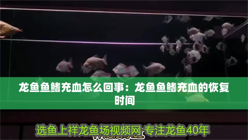 龍魚魚鰭充血怎么回事：龍魚魚鰭充血的恢復(fù)時(shí)間 龍魚魚鰭充血怎么回事：龍魚魚鰭充血的恢復(fù)時(shí)間 水族問答