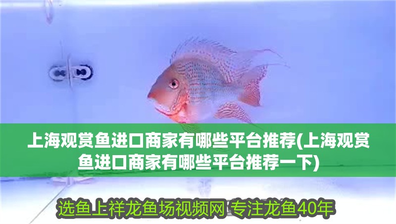 <strong><mark>上海</mark></strong>觀賞魚進口商家有哪些平臺推薦(<strong><mark>上海</mark></strong>觀賞魚進口商家有哪些平臺推薦一下)