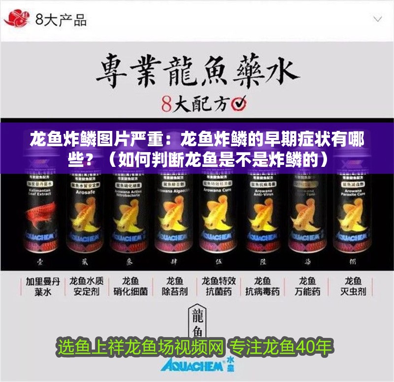 龍魚炸鱗圖片嚴重：龍魚炸鱗的早期癥狀有哪些？（如何判斷龍魚是不是炸鱗的）