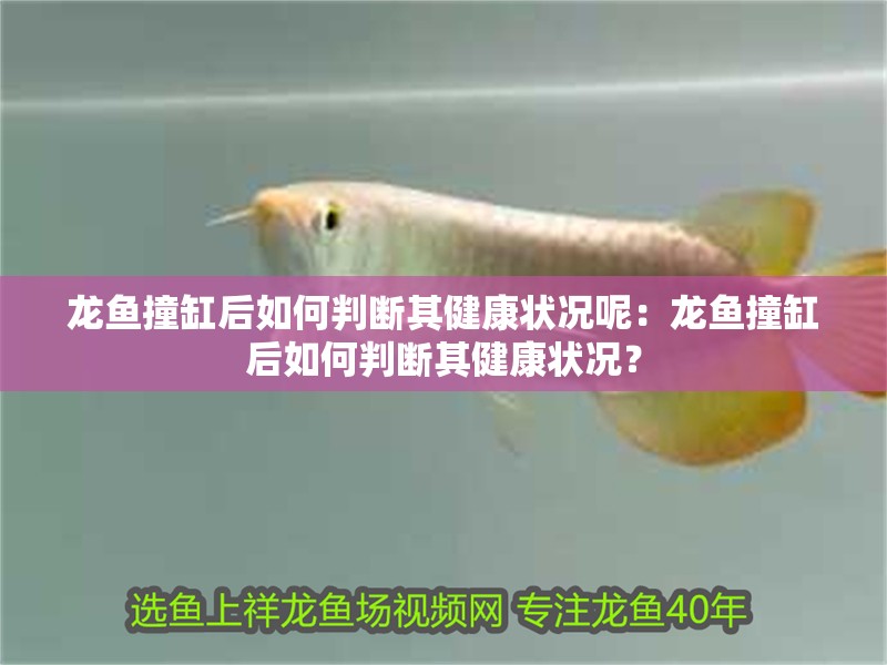 龍魚(yú)撞缸后如何判斷其健康狀況呢：龍魚(yú)撞缸后如何判斷其健康狀況？