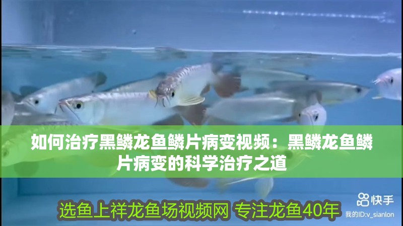 如何治療黑鱗龍魚鱗片病變視頻：黑鱗龍魚鱗片病變的科學(xué)治療之道