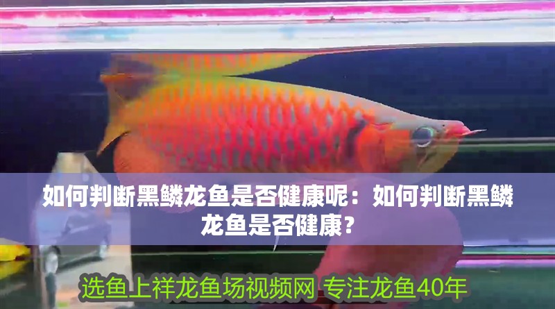 魚缸過濾器選購指南:自制魚缸過濾器魚缸上置過濾器對于養魚愛好者的必備知識 如何判斷黑鱗龍魚是否健康呢:如何判斷黑鱗龍魚是否健康? 水族問答 如何判斷黑鱗龍魚是否健康呢:如何判斷黑鱗龍魚是否健康? 如何判斷黑鱗龍魚是否健康呢:如何判斷黑鱗龍魚是否健康? 水族問答