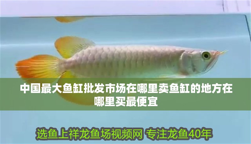 中國最大魚缸批發(fā)市場在哪里賣魚缸的地方在哪里買最便宜 中國最大魚缸批發(fā)市場在哪里賣魚缸的地方在哪里買最便宜 觀賞魚百科