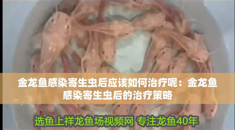 金龍魚感染寄生蟲后應該如何治療呢：金龍魚感染寄生蟲后的治療策略