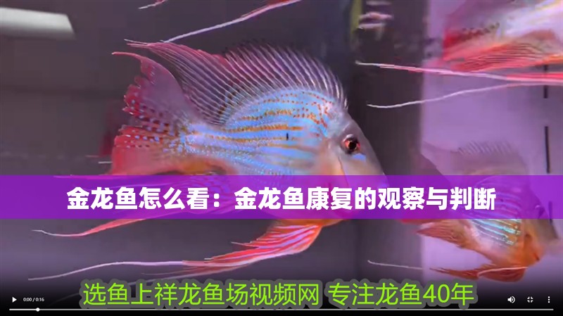 金龍魚怎么看：金龍魚康復的觀察與判斷