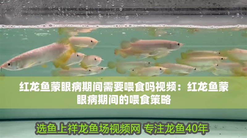 紅龍魚蒙眼病期間需要喂食嗎視頻：紅龍魚蒙眼病期間的喂食策略