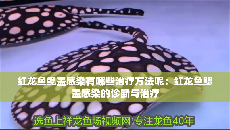 紅龍魚鰓蓋感染有哪些治療方法呢：紅龍魚鰓蓋感染的診斷與治療 紅龍魚鰓蓋感染有哪些治療方法呢：紅龍魚鰓蓋感染的診斷與治療 水族問答