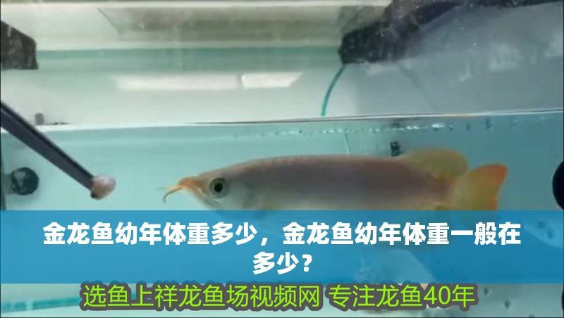 金龍魚(yú)幼年體重多少，金龍魚(yú)幼年體重一般在多少？