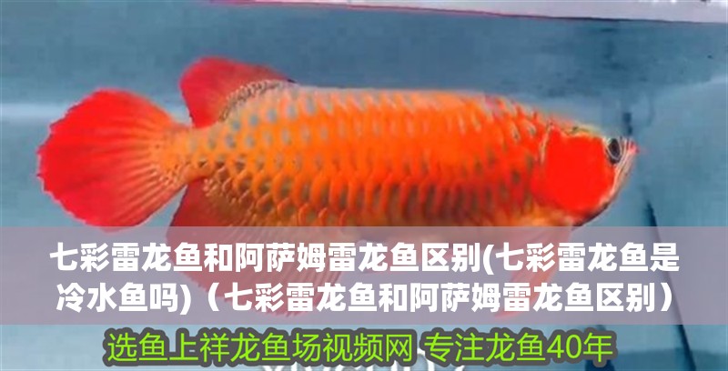 七彩雷龍魚和阿薩姆雷龍魚區別(七彩雷龍魚是冷水魚嗎)（七彩雷龍魚和阿薩姆雷龍魚區別）